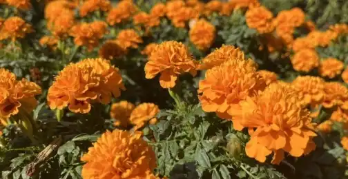 Lutein Powder: Enhancing Eye Health and Vision